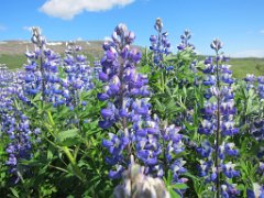 2016-06-14_-_13-40-01_-_IMG_5989_-_by_Isabelle_Canon_Powershot_S95