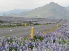 2016-06-16_-_12-41-39_-_IMG_7249_-_by_Sylvie_Canon_Powershot_SX200