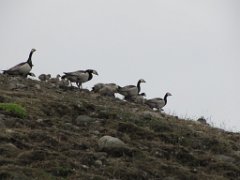 2016-06-18_-_09-10-20_-_IMG_7539_-_by_Sylvie_Canon_Powershot_SX200